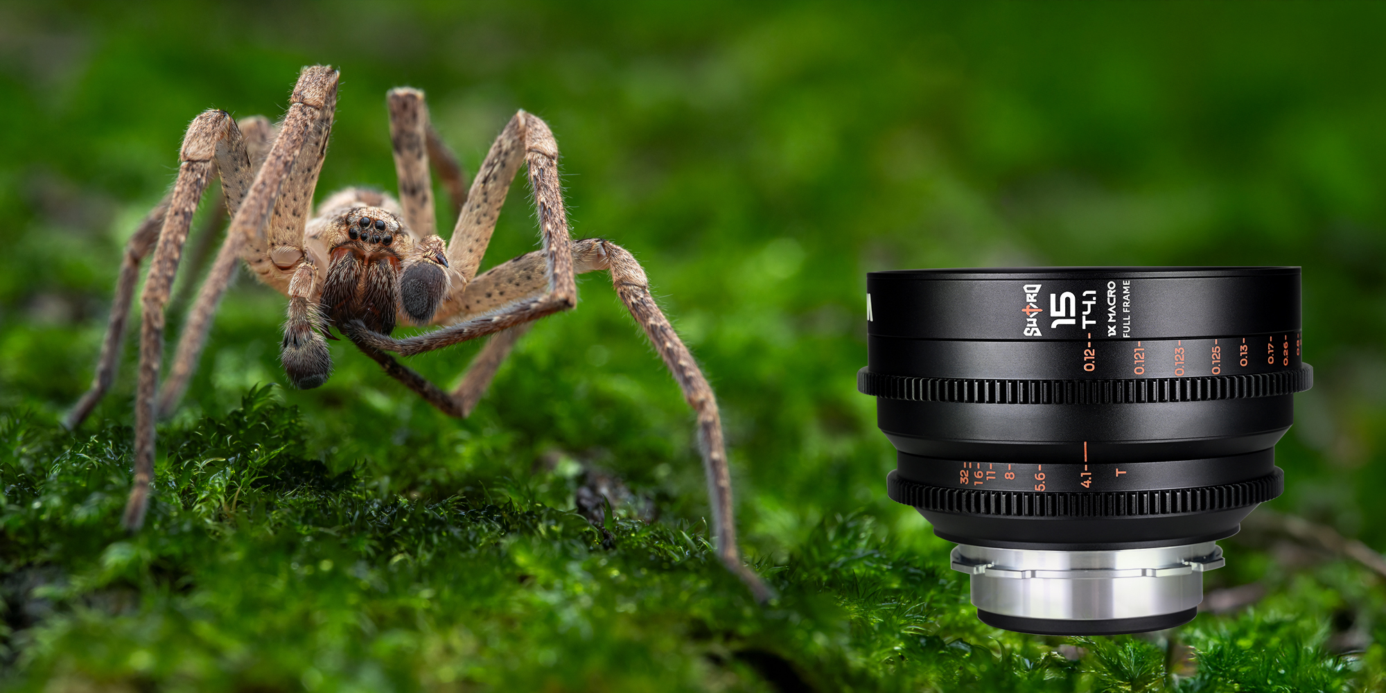 Obiektyw Laowa Sword 15 mm T4,1 1x Macro Cine do Arri PL i pająk w kadrze makro